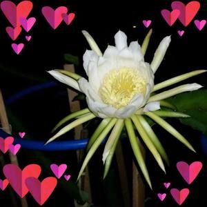 Meet your Posher, Tam